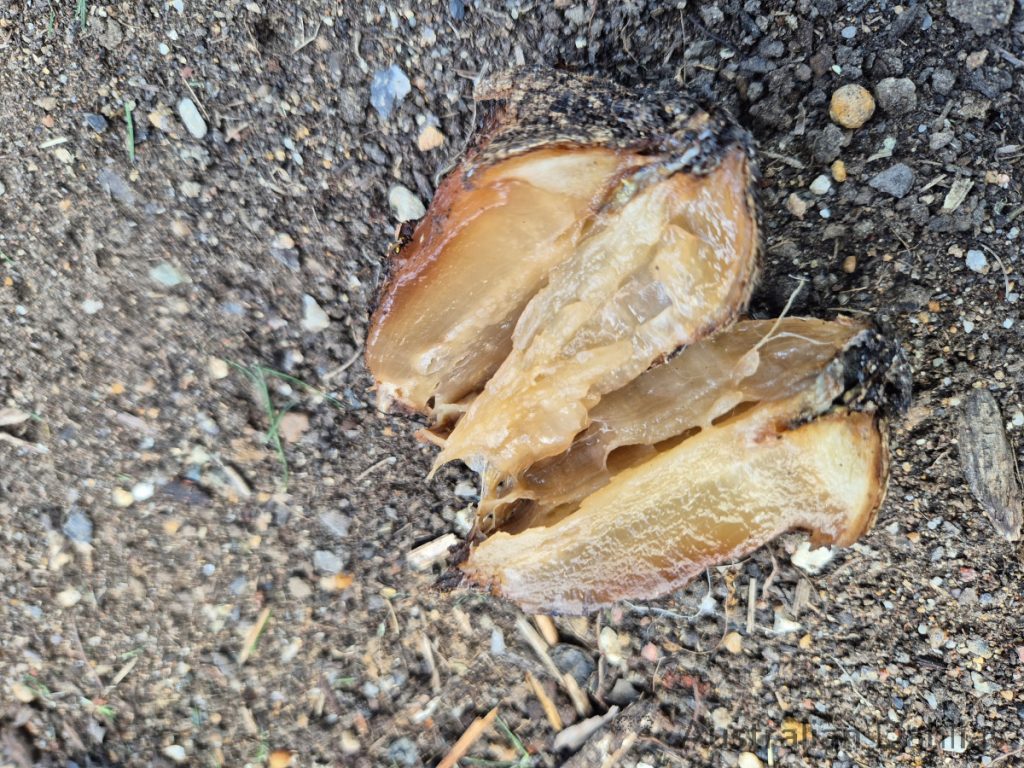 Tuber Rot – Dahlia Horticulture