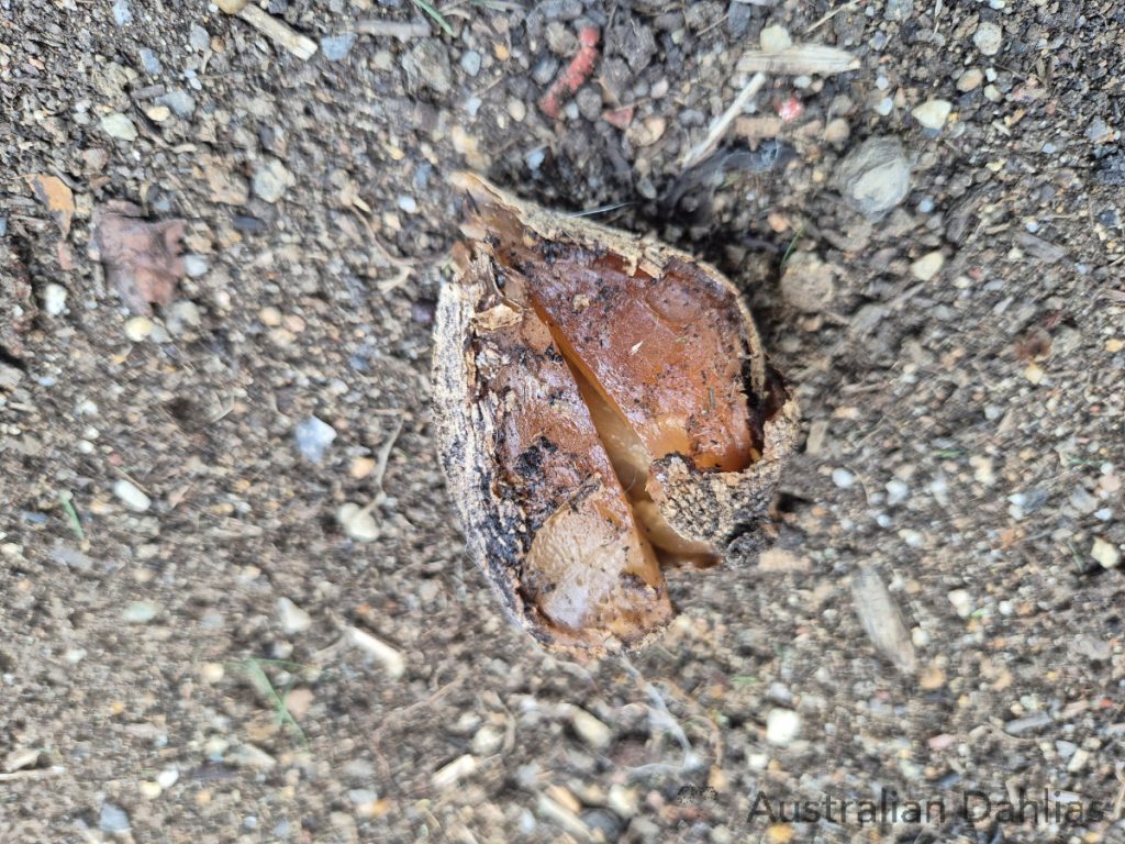 Tuber Rot – Dahlia Horticulture